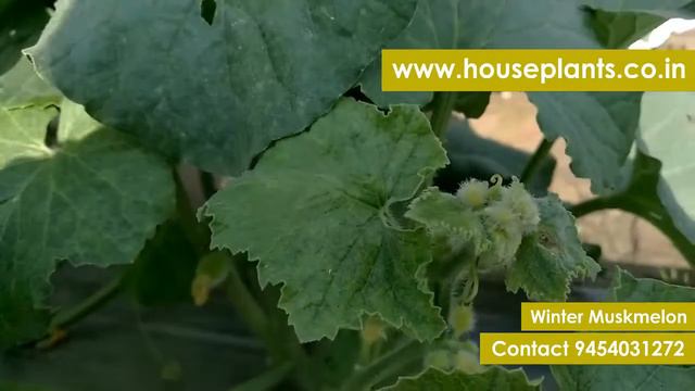 Cucumis melo | Winter Muskmelon | पीला तरबूजा | Contract Cultivation | Contact 9454031272 смотреть онлайн