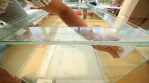 ФОРМИРОВАНИЕ ШВА В АКВАРИУМЕ. Метод с носиком + фэйри #Сделатьаквариум