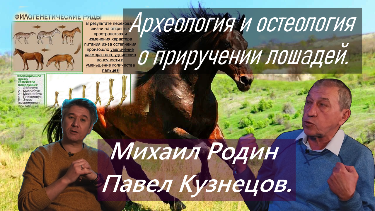Генетика, археология и остеология о приручении лошадей. смотреть онлайн