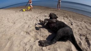 Три ночи в палатке на берегу моря с семьёй и собакой. Отдых на море.