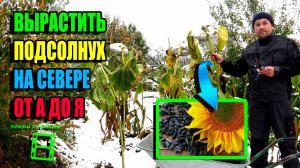 КАК 100% ВЫРАСТИТЬ ПОДСОЛНУХ В СЕВЕРНОМ РЕГИОНЕ? ПОЛНЫЙ ЦИКЛ! ЭКОСАД (ОГОРОД) И ТЕПЛИЦА 22-40