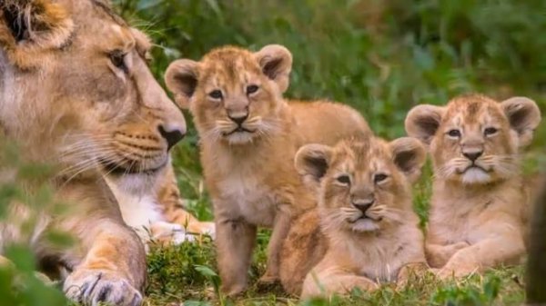 ПРАЙД - Семейная жизнь львов