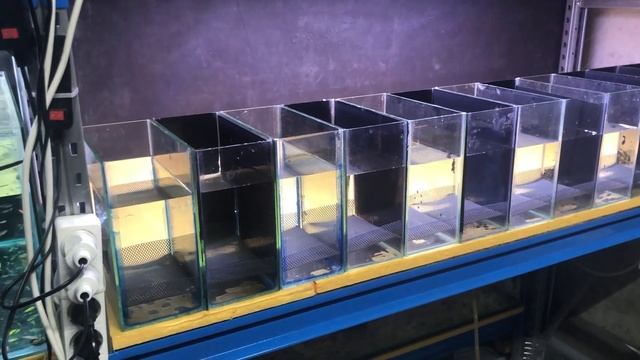 Итог нереста бриллиантовой тетры, аманды, керри и красного фантома смотреть онлайн