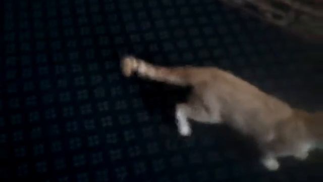 He has moves meow смотреть онлайн