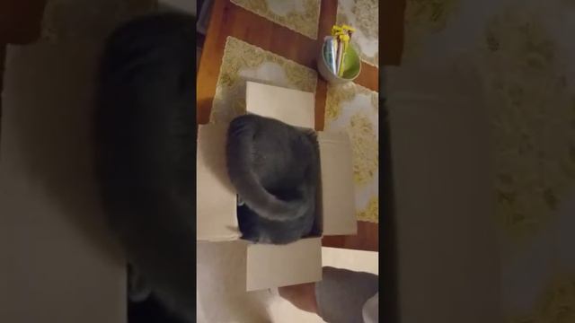 Русская голубая и валерьянка. смотреть онлайн