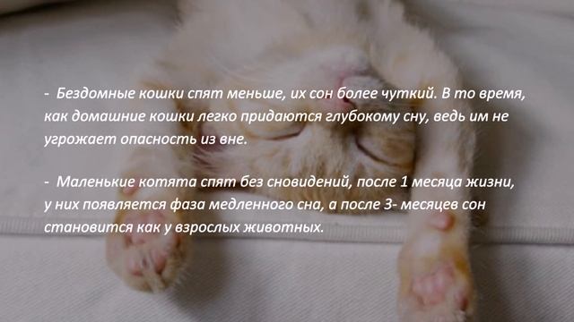 КАКИЕ СНЫ ВИДЯТ КОШКИ WHAT DREAMS DO CATS HAVE смотреть онлайн