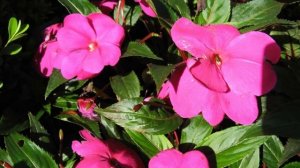 бальзамин и его виды