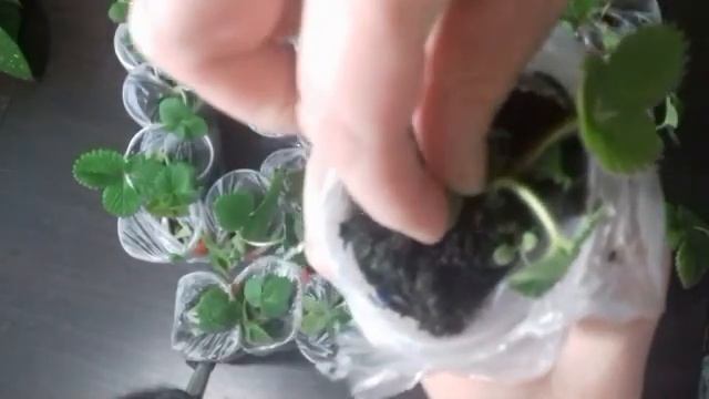 Получила посылку с  клубникой.