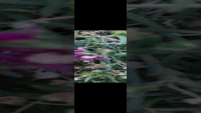 осенняя клумба