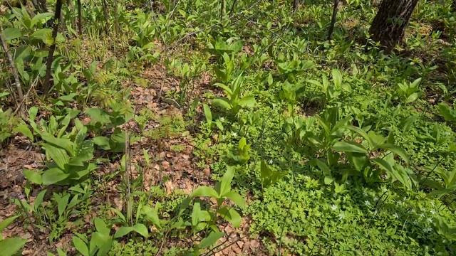 Один день-год кормит. Сбор черемши весной. Уже крупная и берем только стебли, ибо листья жестки.. смотреть онлайн