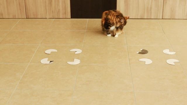 Любят ли кошки сидеть в воображаемых коробках? смотреть онлайн