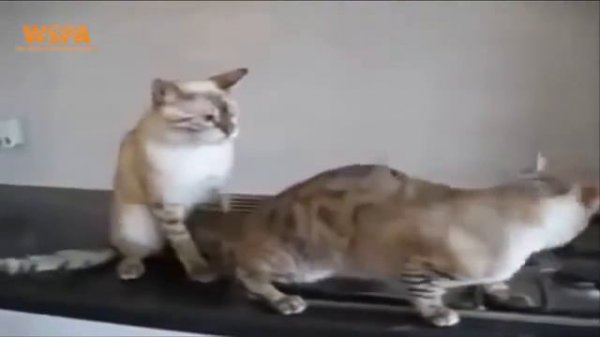 Cats mating videos *** care and protection of rare species of cats *** cats fuuny