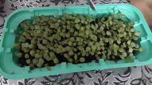 ВИОЛА.ПОСЕВ.ВСХОДЫ.ПИКИРОВКА.