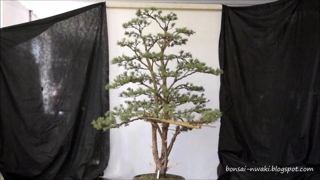 Sosna pospolita N.3 (Pinus sylvestris) - progress movie смотреть онлайн