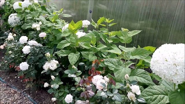 Посадите в свой сад розы и древовидную гортензию! смотреть онлайн