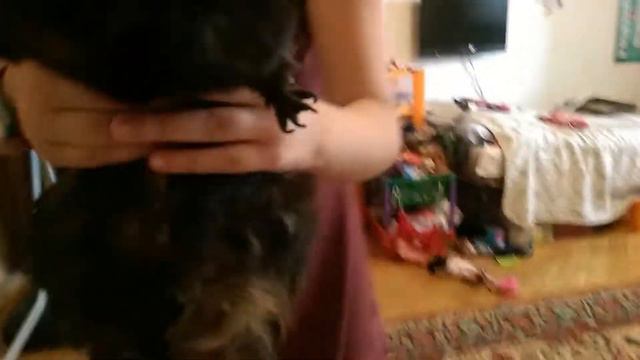 Песня морской свиньи смотреть онлайн