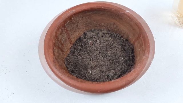 How To Grow Cardamom Plant From Seed | How To Grow Cardamom From Seeds
