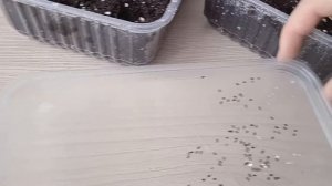 Стратификация семян лаванды и посев, чтобы получить дружные всходы  #лаванда#цветы#ютуб