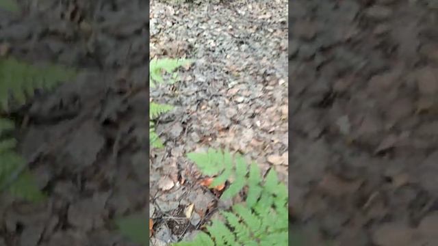 Для любителей солить! ГОРЬКУШКИ пошли ПОЛЯНАМИ в КОНЦЕ ИЮНЯ ! Грибы 2023 ! смотреть онлайн