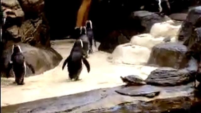 Penguin 101 смотреть онлайн