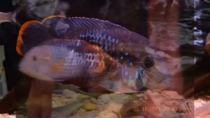 Акара бирюзовая  Содержание в аквариуме