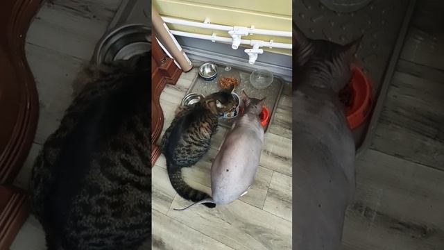 коты кушают,#сфинкс,#дача,#обед смотреть онлайн