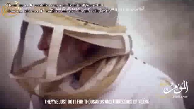 Почему пчелиный мёд полезен для человека смотреть онлайн
