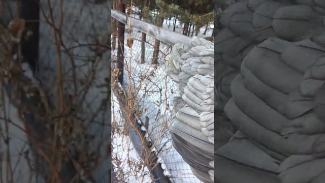 Чешский Доминант (голубой D-107) смотреть онлайн