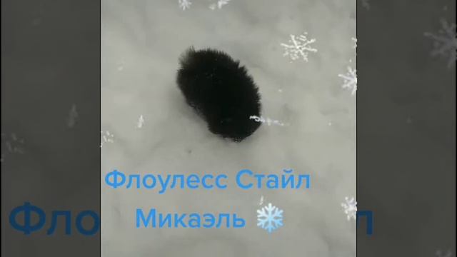 Щенок померанского шпица. черно-подпалого окраса смотреть онлайн