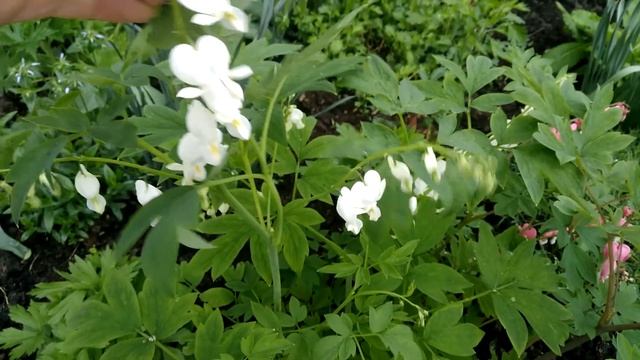 Белая дицентра и розовая. смотреть онлайн