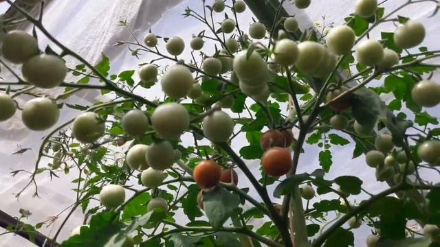 Томаты черри. Сказочный томат черри РОЗЕЛЛА! ТопСад смотреть онлайн