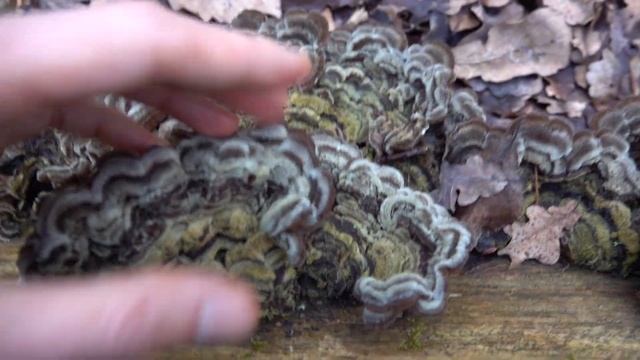 Гигантская Аурикулярия извилистая (Auricularia mesenterica) смотреть онлайн