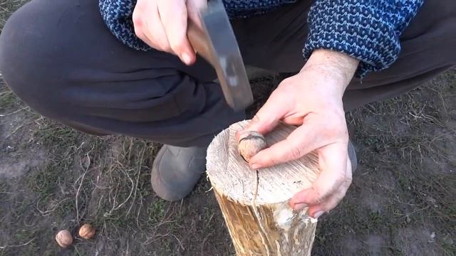 Чистим грецкие орехи на бабочки смотреть онлайн