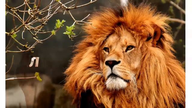 Дикие животные. Wild animals. Learn Russian. Wilde Tiere. Russisch lernen. Russian for kids. смотреть онлайн