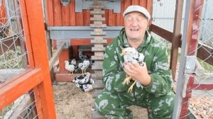 А что это за куры Леггорн далматинец.