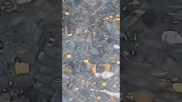в Германии для чего люди кидают деньги в фонтан ⛲️ смотреть онлайн