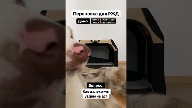 Переноска для собак по правилам РЖД смотреть онлайн