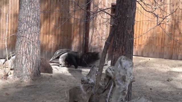 Муравьеды на прогулке. 04.05.2023 смотреть онлайн