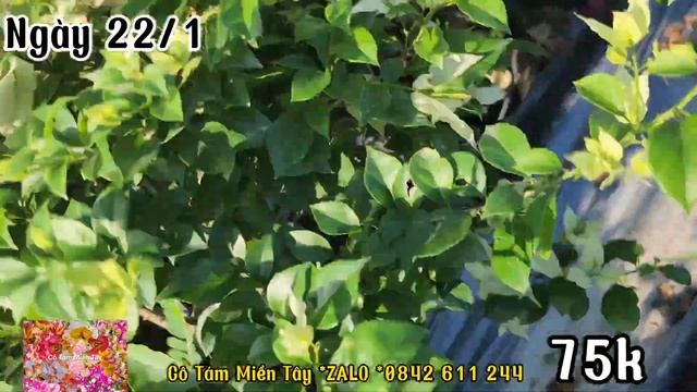 Ngày 22_1_2024 Hoa giấy 75k ĐT 0842 611 244 смотреть онлайн