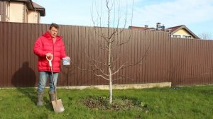 как правильно вносить удобрения под деревья! самый лёгкий способ