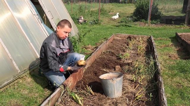И СНОВА РЕКОРДНЫЙ УРОЖАЙ КАРТОФЕЛЯ В ГРЯДАХ! смотреть онлайн