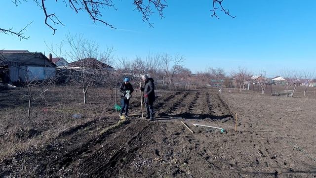 Посадка горчицы и картошки с чесноком 15 марта 2021 смотреть онлайн