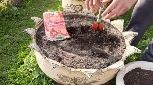 КАК ПОСАДИТЬ ПЕТУНИЮ В ОТКРЫТЫЙ ГРУНТ ДЛЯ ШИКАРНОГО ЦВЕТЕНИЯ