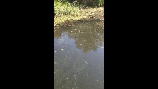 Рыбалка на Преголи смотреть онлайн
