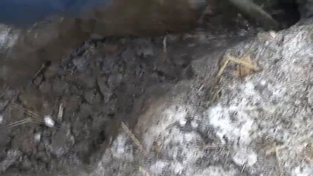 норка , Шиха (11 месяцев) и Рой смотреть онлайн