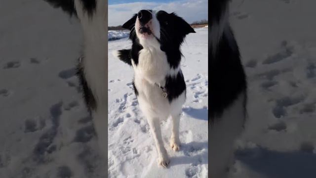 Кувырок/ Бордер колли Летти смотреть онлайн