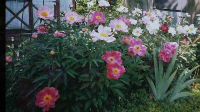 peonies in bloom смотреть онлайн