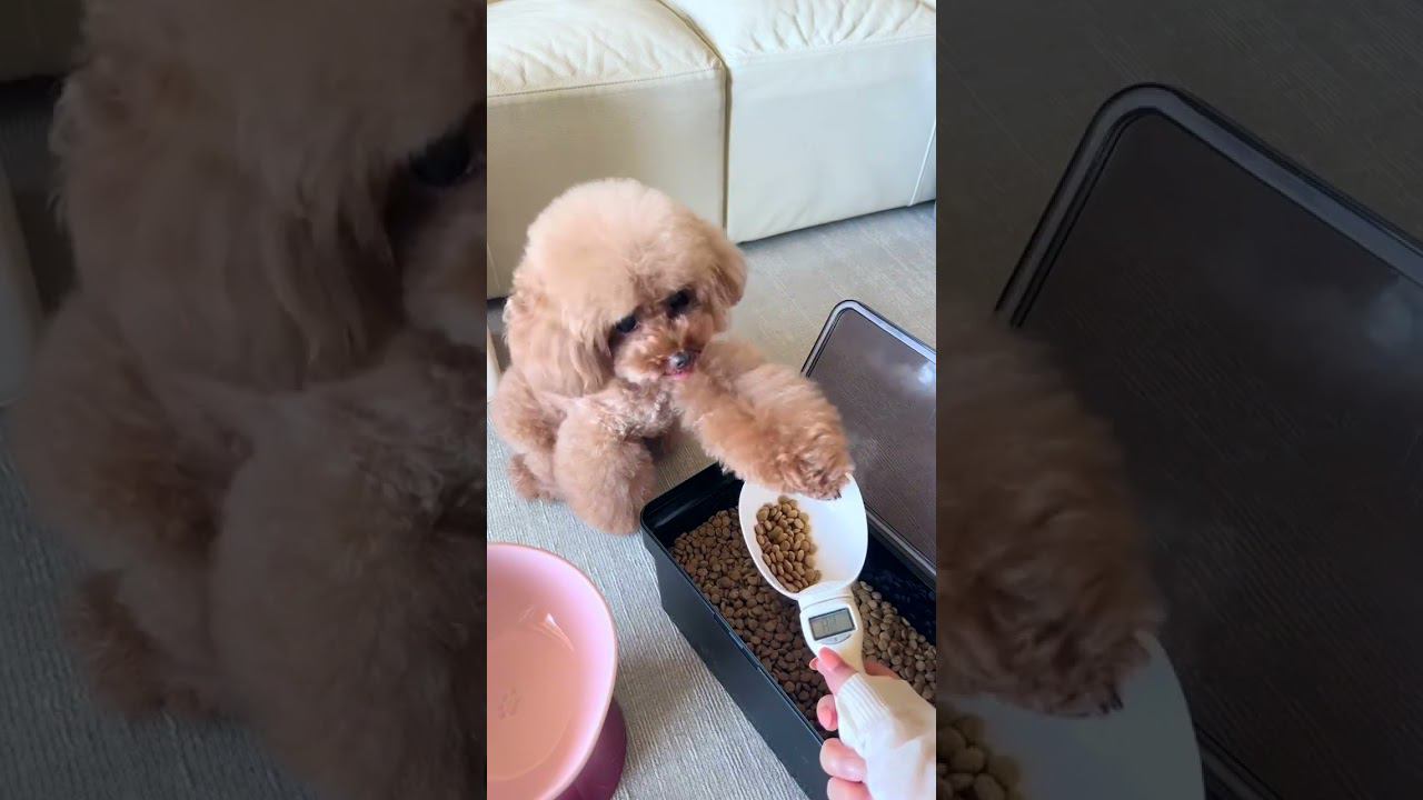 Жадный хозяин и умный пёсель ))) #приколы #юмор смотреть онлайн