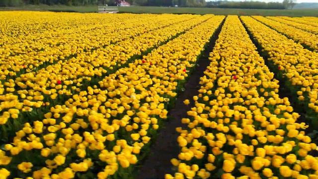 Nederland, Tulip Fields From A Drone Dji / Нидерланды, Тюльпановые поля с дрона Dji