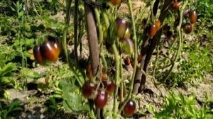 Томат ? Атомный Виноград Бреда (Brad's Atomic Grape).